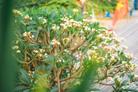Dạ Homestay